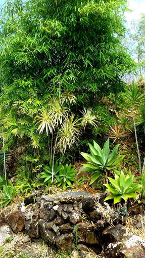 rainforest_wall_garden_bamboo