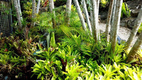 bromeliad_garden_path_1