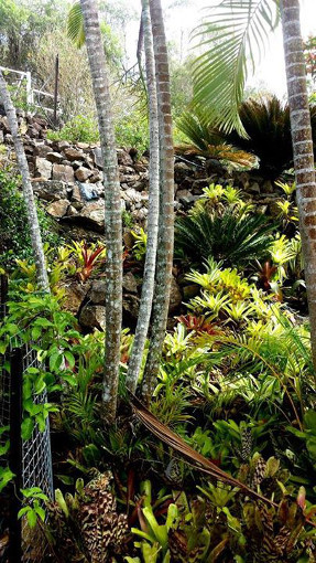 bromeliad_garden_path_2