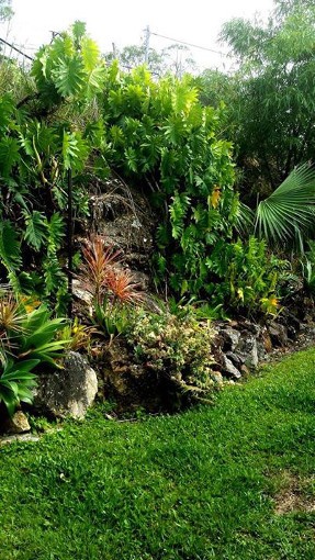 rainforest_wall_garden_side