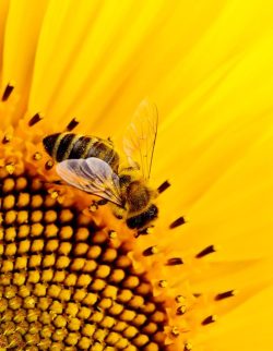 🐝🐝🐝🐝🐝🐝🐝🐝🐝🐝🐝🐝🐝🐝🐝🐝

Why We Should Look After Bees in Our Gardens:

🐝 Pollination: 
Our climate sustains a diverse array of food and floral crops, crucially dependent on pollination. Sadly, the concerning decline in bee populations jeopardizes this vital process, impacting not only large-scale agriculture but also everyday home gardens. 
Without bees, our crops, from vast fields to backyard blooms, face a serious threat, risking food shortages and diminishing biodiversity. Addressing this issue is essential for preserving the delicate balance of our ecosystems. 

How to Encourage & Care for Bees in Your Garden:

🐝 Choose Native Plants:
Opt for native plants like Bottlebrush (Callistemon), Grevillea, Blue Flax Lily (Dianella) and Lavender that thrive in Queenslands climate and attract local bee species.

🐝 Create Nesting Spots for Native Bees:
Queensland is home to diverse native bee species. Provide nesting spots like bee hotels and consider leaving some areas of your garden with bare ground for ground-nesting bees.

🐝 Be Water-Wise:
Queenslands temperatures can soar, and bees need water. Set up water stations with shallow dishes and pebbles to help bees stay hydrated.

🐝 Seasonal Blooms All Year Round:
Plan your garden to have blooms throughout the year, aligning with Queenslands subtropical climate. This ensures bees have a continuous food source. 

🐝 Bee First-Aid 
If you encounter a weak bee, you can help by providing a sugar-water solution (one part sugar to two parts water) on a small, shallow surface. Gently place the bee near the mixture, allowing it to revive with the energy boost. Avoid using honey, as it may carry diseases.
Placing the bee in a shaded area helps prevent it from overheating as it recuperates. 
Alternatively, you can place something nearby to shade the bee. 

#bee #gardening #fypシ゚ #tips