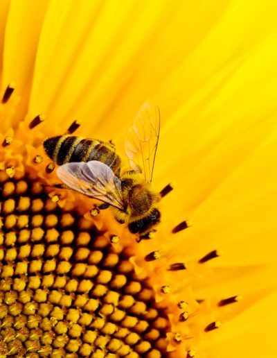 🐝🐝🐝🐝🐝🐝🐝🐝🐝🐝🐝🐝🐝🐝🐝🐝

Why We Should Look After Bees in Our Gardens:

🐝 Pollination: 
Our climate sustains a diverse array of food and floral crops, crucially dependent on pollination. Sadly, the concerning decline in bee populations jeopardizes this vital process, impacting not only large-scale agriculture but also everyday home gardens. 
Without bees, our crops, from vast fields to backyard blooms, face a serious threat, risking food shortages and diminishing biodiversity. Addressing this issue is essential for preserving the delicate balance of our ecosystems. 

How to Encourage & Care for Bees in Your Garden:

🐝 Choose Native Plants:
Opt for native plants like Bottlebrush (Callistemon), Grevillea, Blue Flax Lily (Dianella) and Lavender that thrive in Queenslands climate and attract local bee species.

🐝 Create Nesting Spots for Native Bees:
Queensland is home to diverse native bee species. Provide nesting spots like bee hotels and consider leaving some areas of your garden with bare ground for ground-nesting bees.

🐝 Be Water-Wise:
Queenslands temperatures can soar, and bees need water. Set up water stations with shallow dishes and pebbles to help bees stay hydrated.

🐝 Seasonal Blooms All Year Round:
Plan your garden to have blooms throughout the year, aligning with Queenslands subtropical climate. This ensures bees have a continuous food source. 

🐝 Bee First-Aid 
If you encounter a weak bee, you can help by providing a sugar-water solution (one part sugar to two parts water) on a small, shallow surface. Gently place the bee near the mixture, allowing it to revive with the energy boost. Avoid using honey, as it may carry diseases.
Placing the bee in a shaded area helps prevent it from overheating as it recuperates. 
Alternatively, you can place something nearby to shade the bee. 

#bee #gardening #fypシ゚ #tips